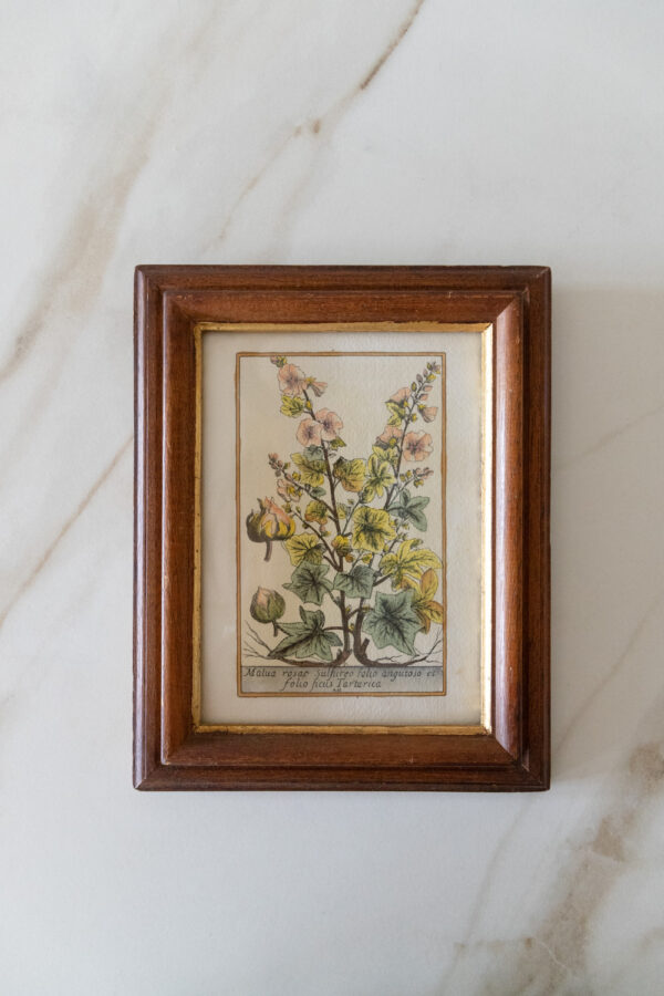 Vintage Botanical Framed Illustration Set of 2