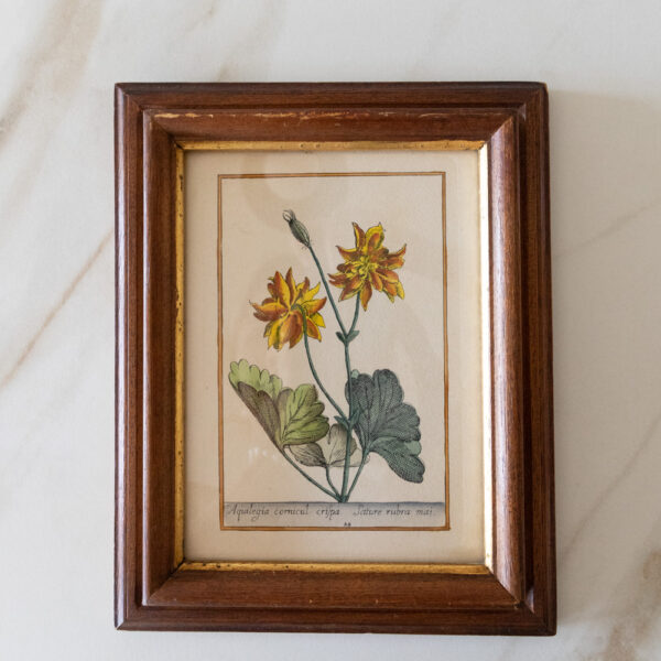 Vintage Botanical Framed Illustration Set of 2