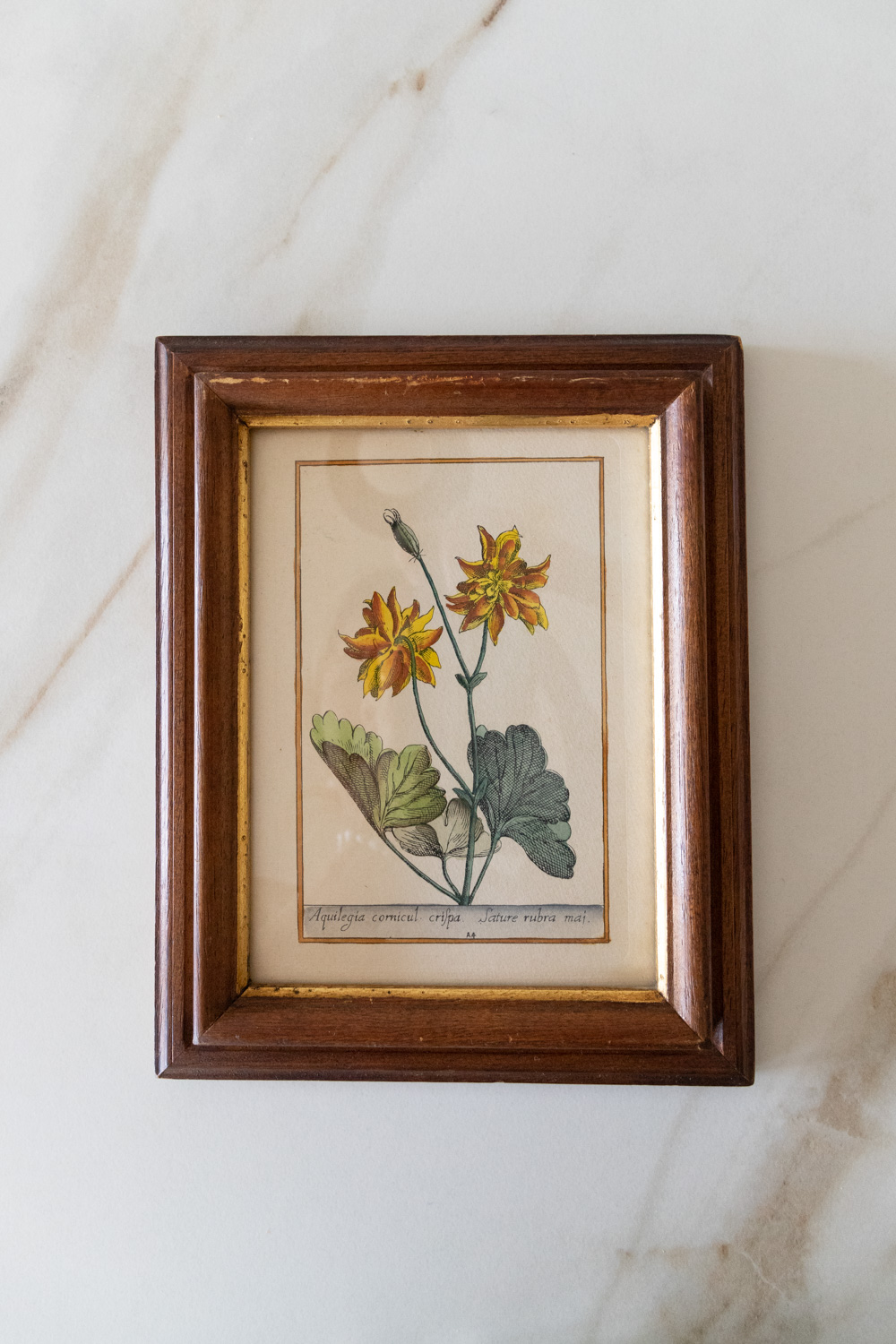 Vintage Botanical Framed Illustration Set of 2