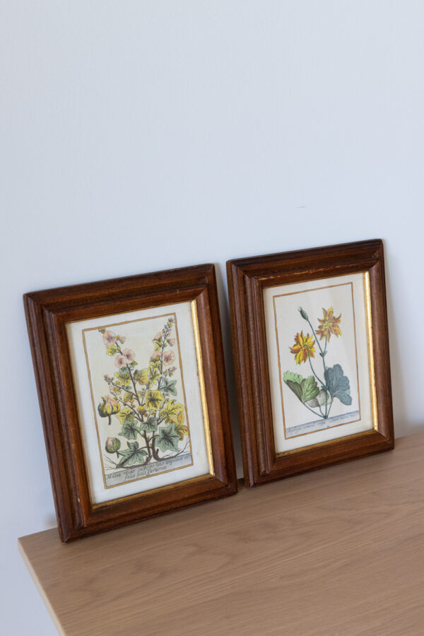 Vintage Botanical Framed Illustration Set of 2